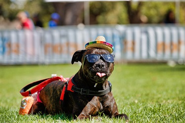 Pets in the Park event