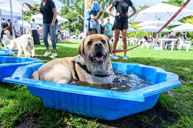 Pets in the Park event