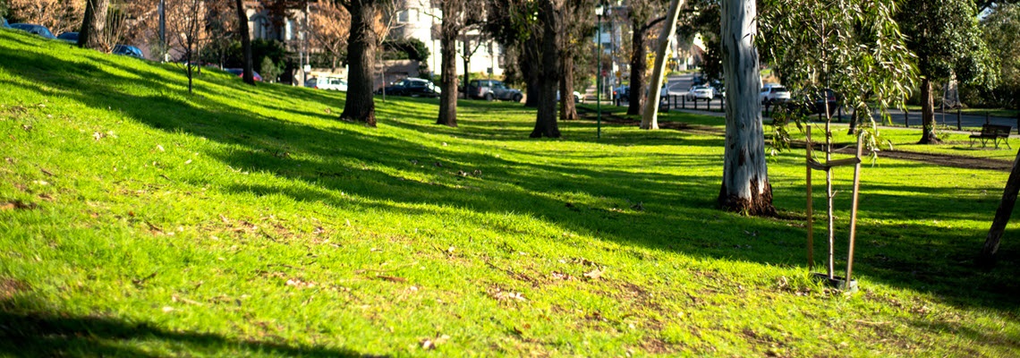 Gum trees on a sloping lawn