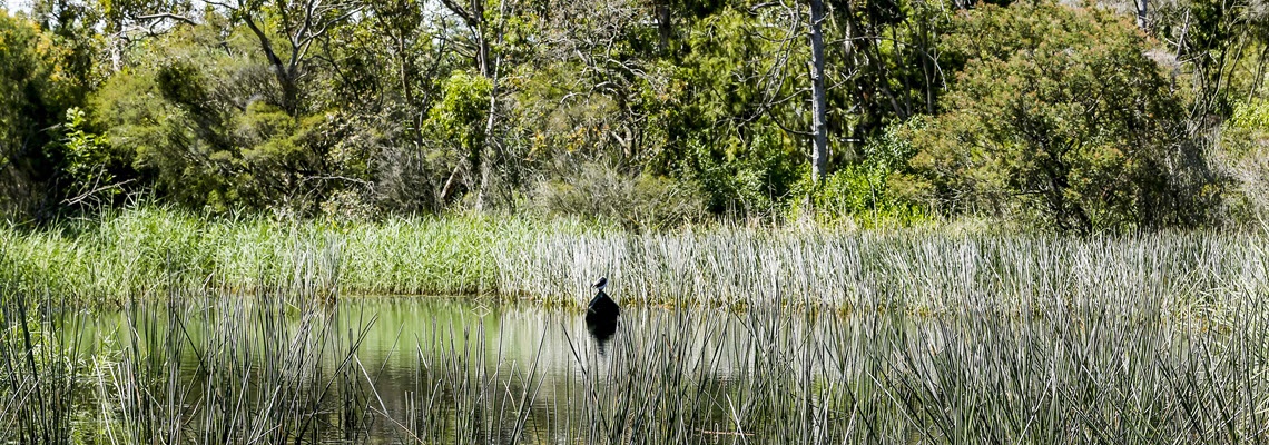 Duck swimming in reeds