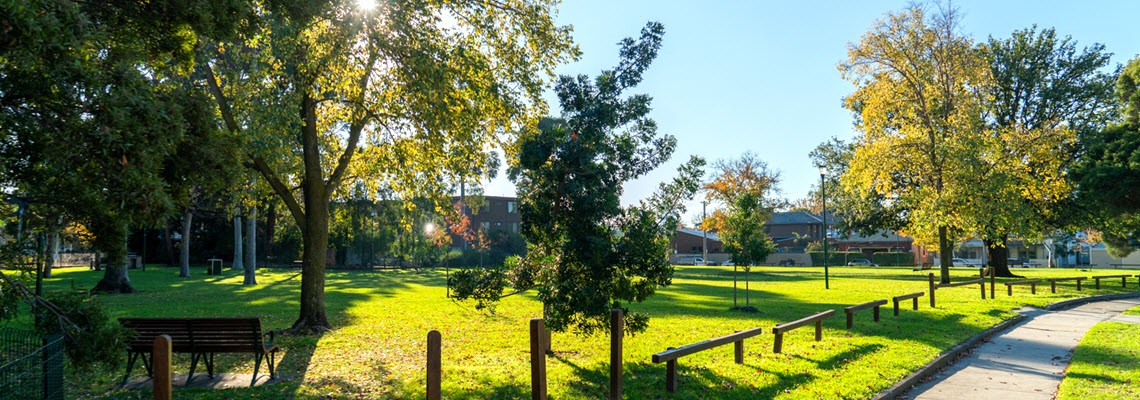 Sun-drenched lawn and trees
