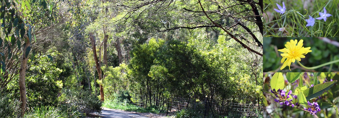 Walking track and flowers