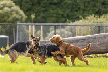 Thomas-Oval-dog-park-opening