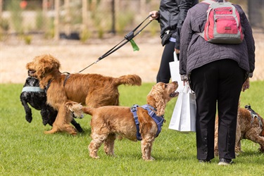 Thomas-Oval-dog-park-opening