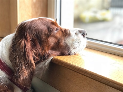 Irish Red White Setter Looking Out Wiindow
