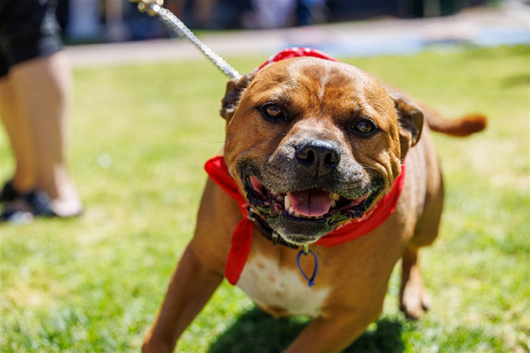 Animal pound and shelter City of Stonnington Animal pound and shelter City of Stonnington