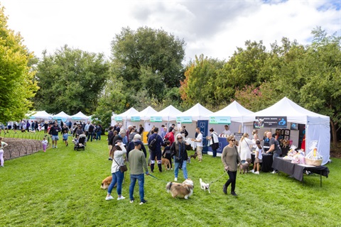 Pets in the Park TB 2021 (25).jpg