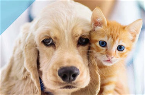 Dog and cat.jpg