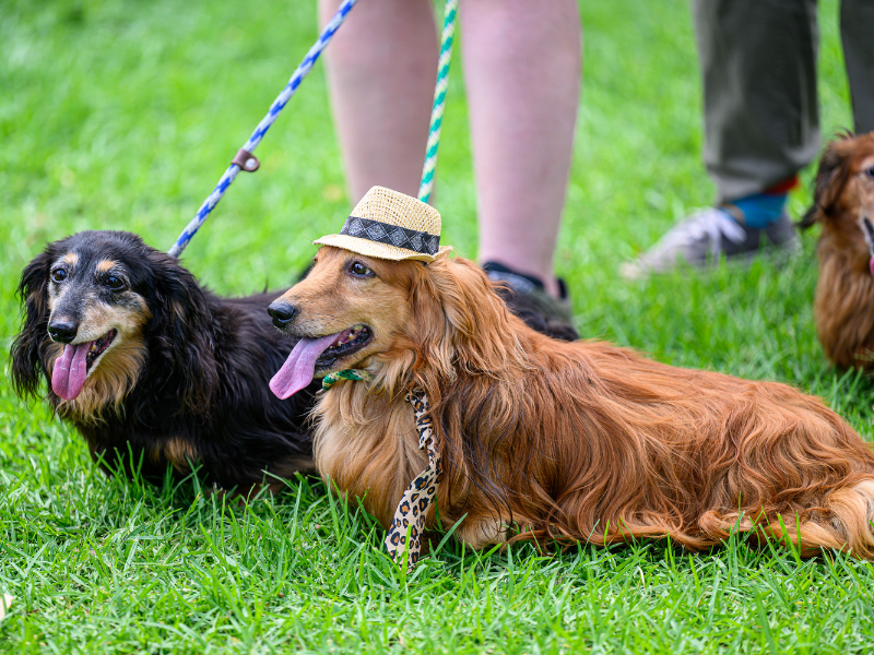 Dogs off leash website image.png