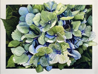 Hydrangea by Glenda KIng